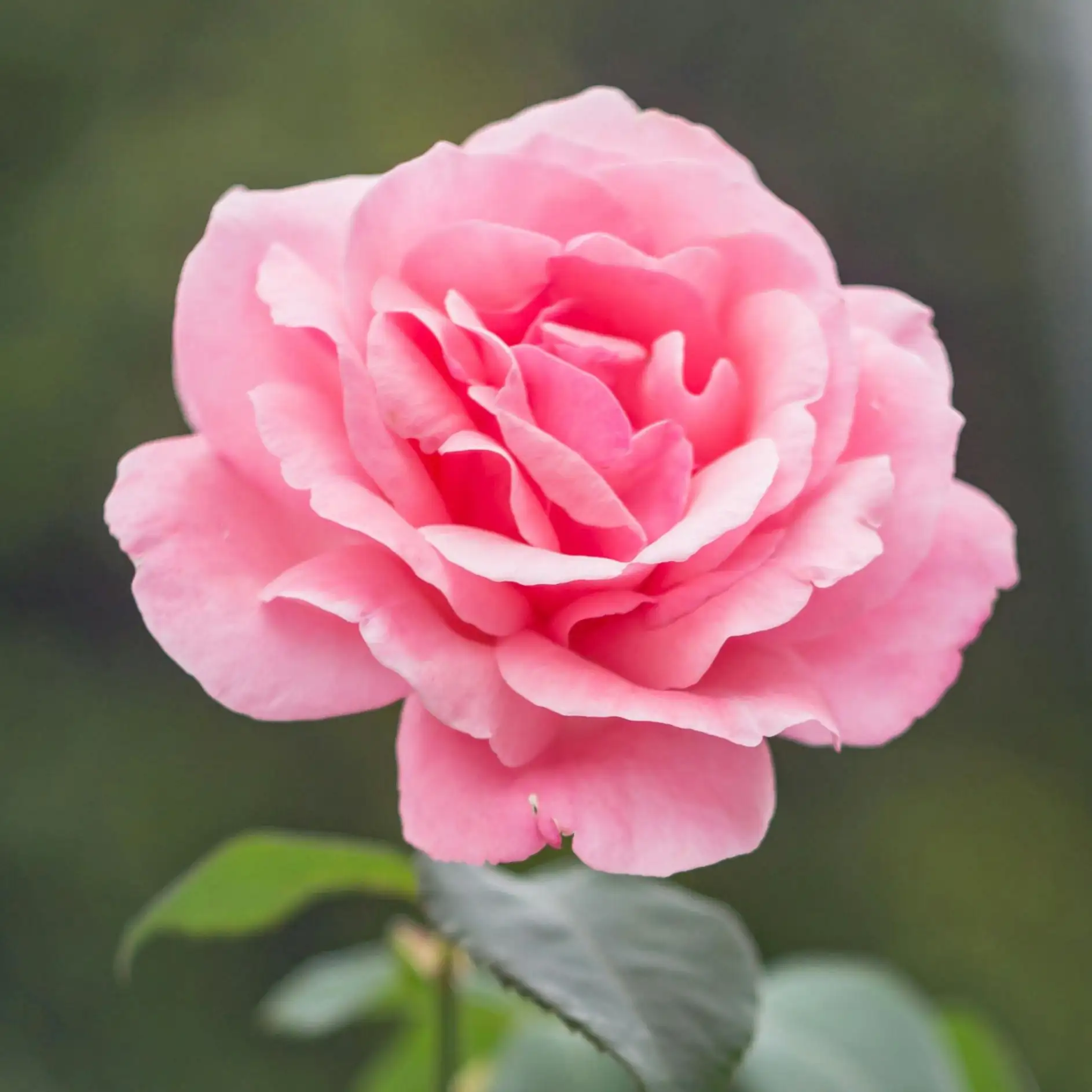 Photo de {{ rev.name }}