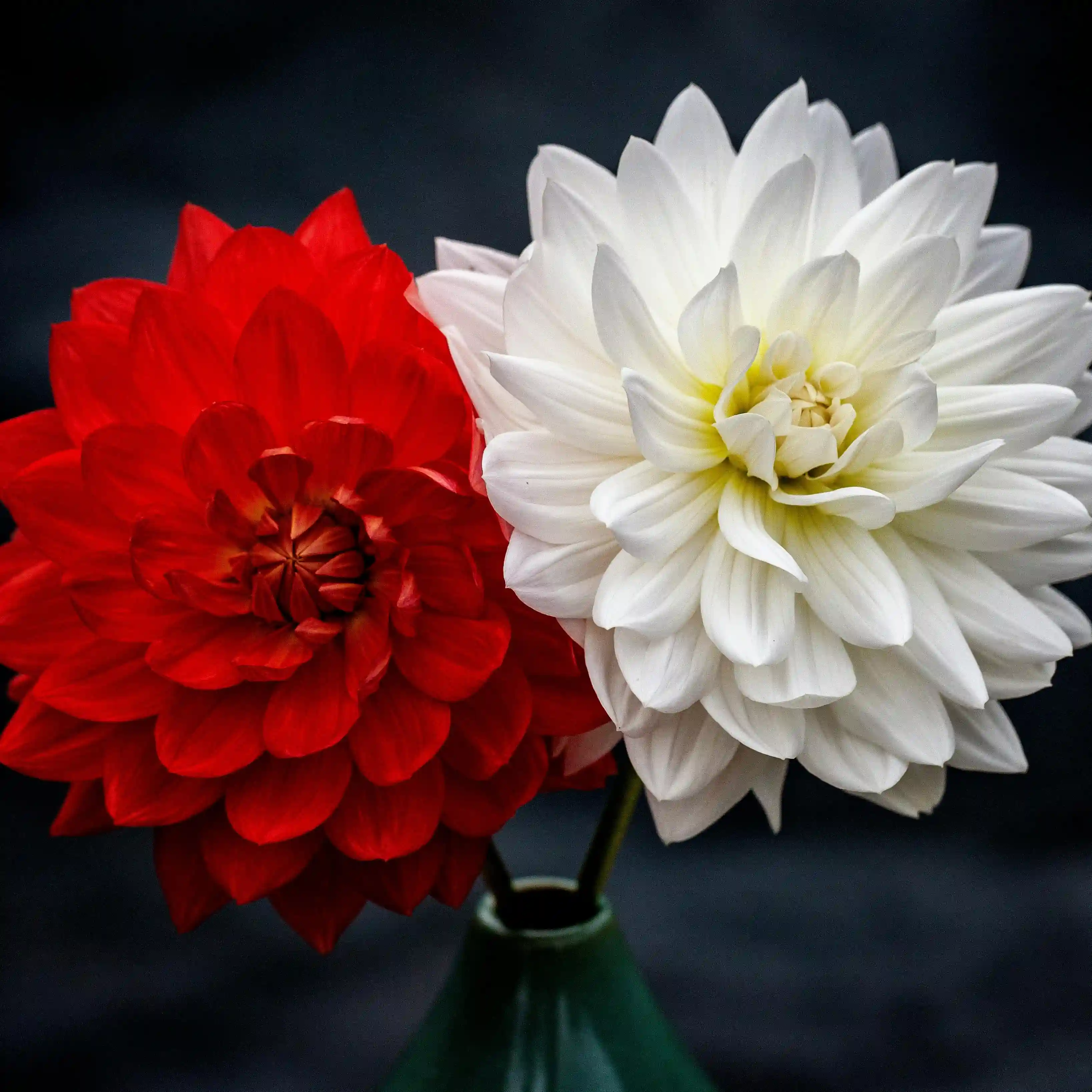 Dahlia
