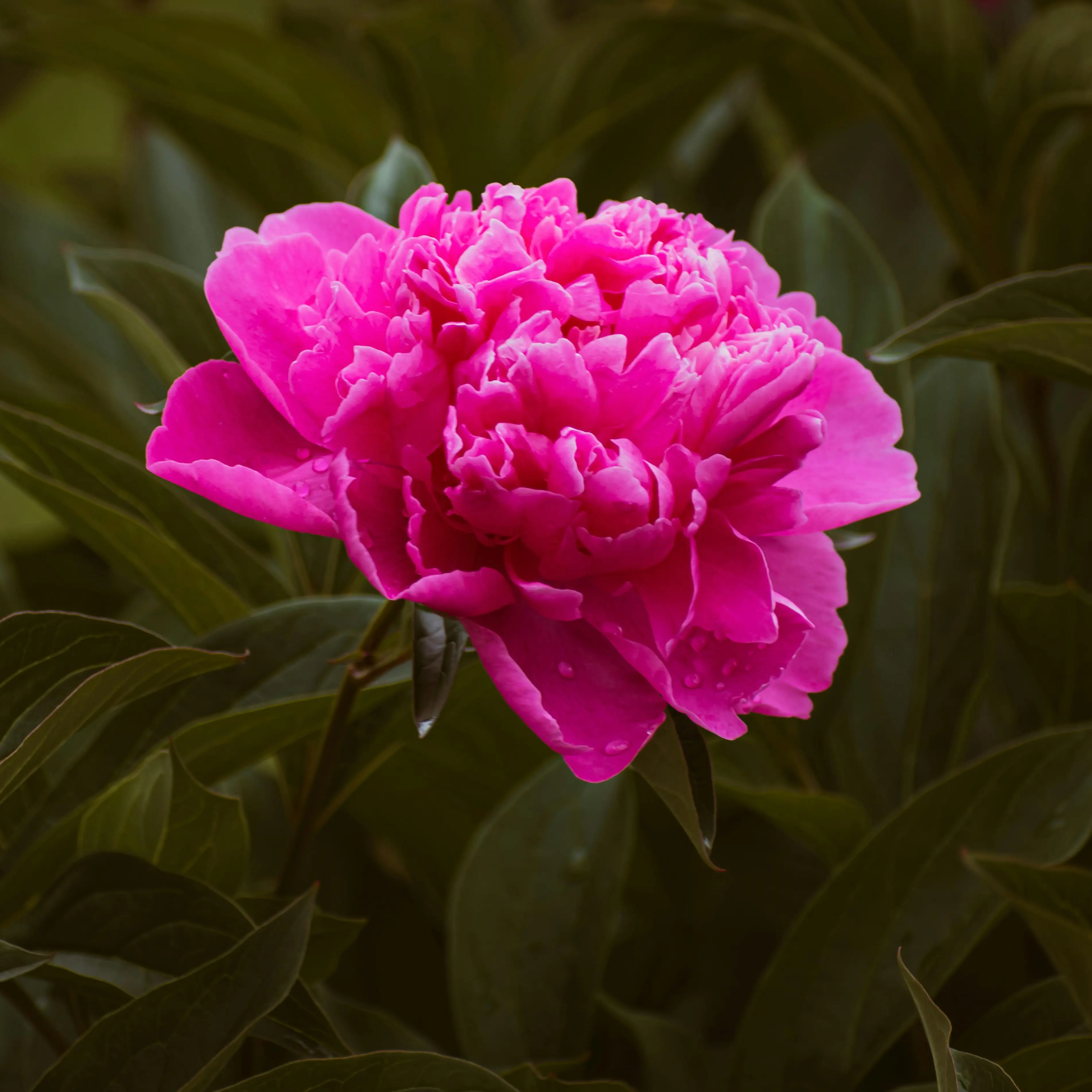 Pivoine