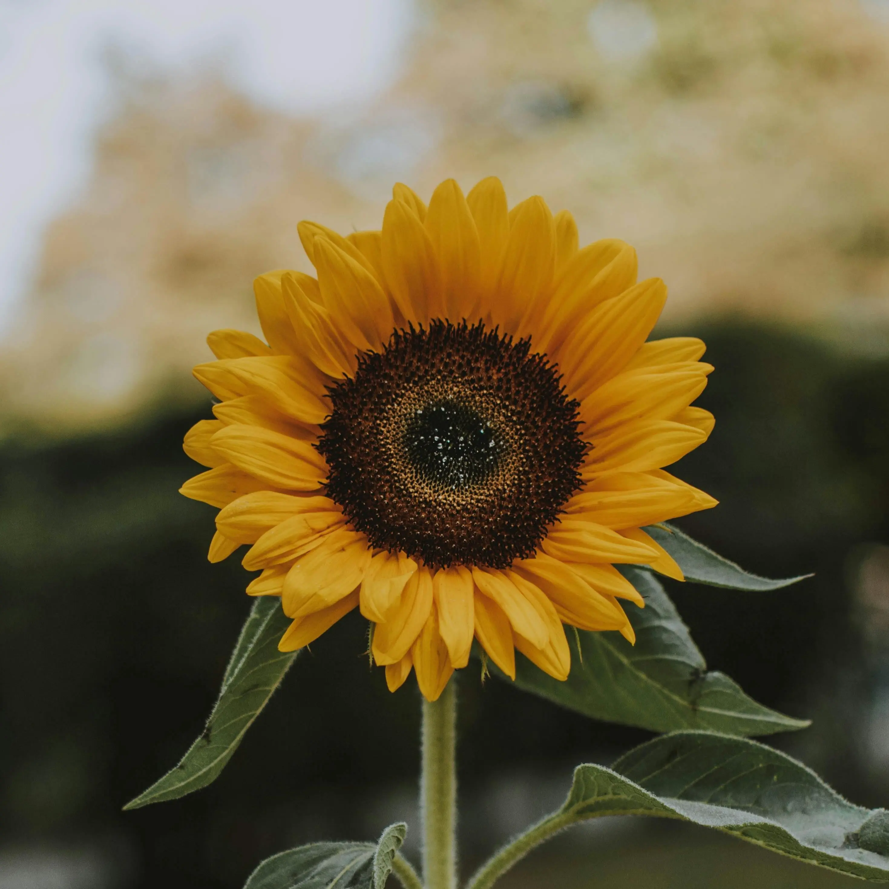 Tournesol