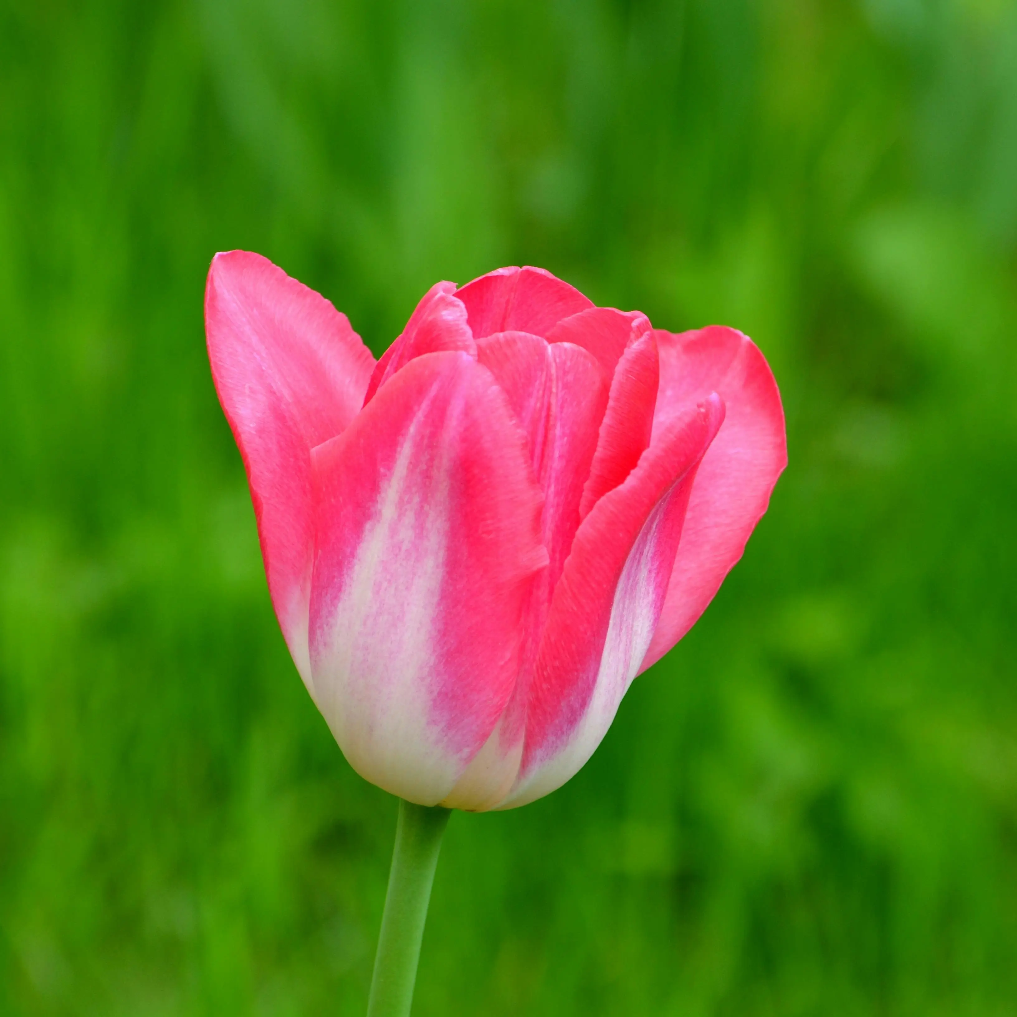 Tulipe